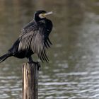 Kormoran