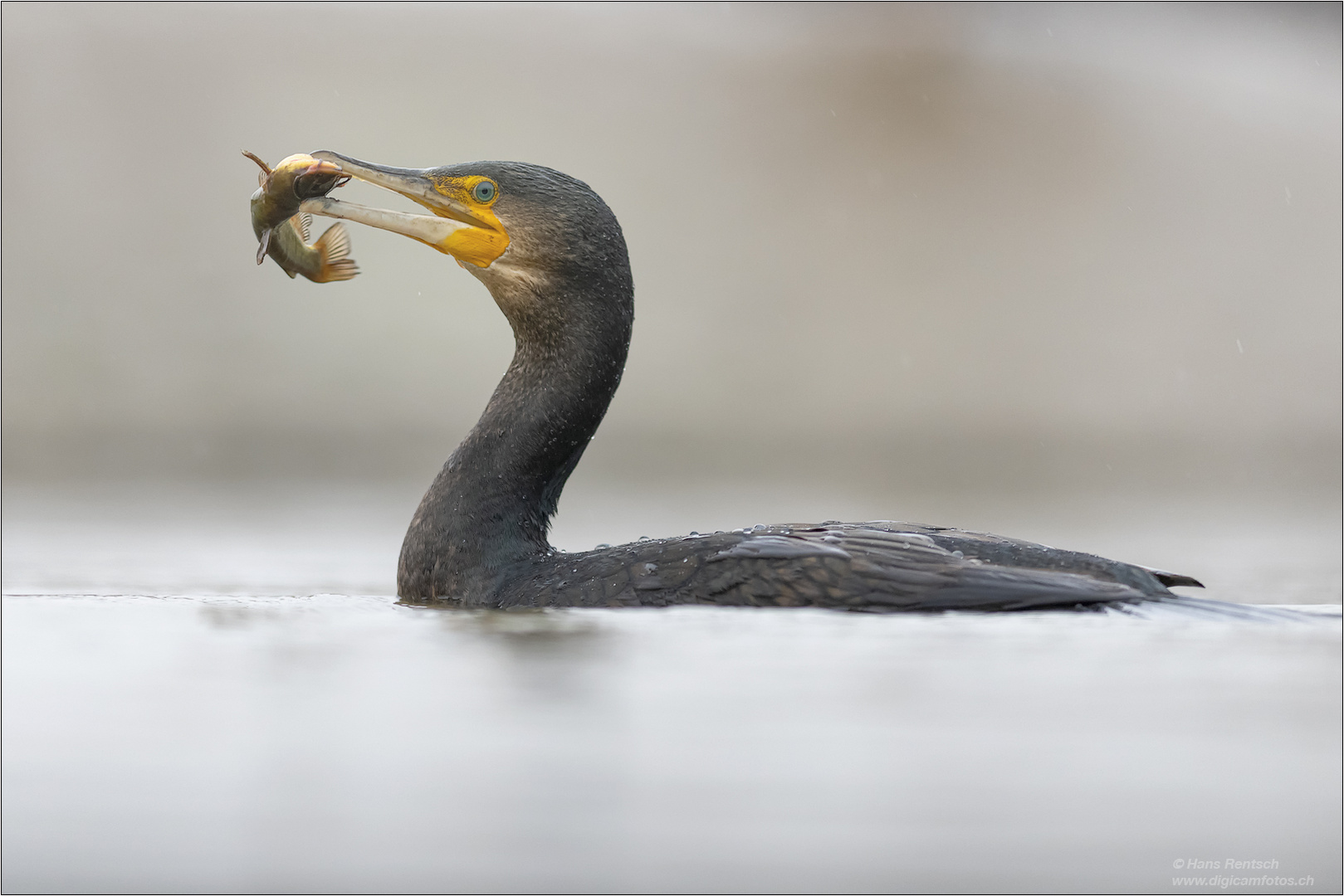 Kormoran