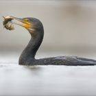 Kormoran