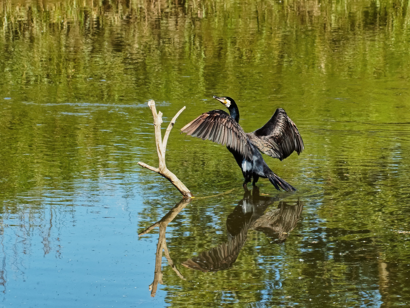 Kormoran