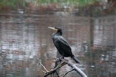 Kormoran