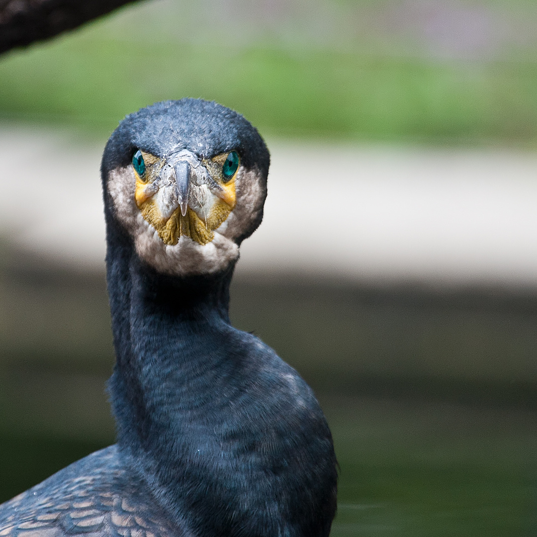 Kormoran