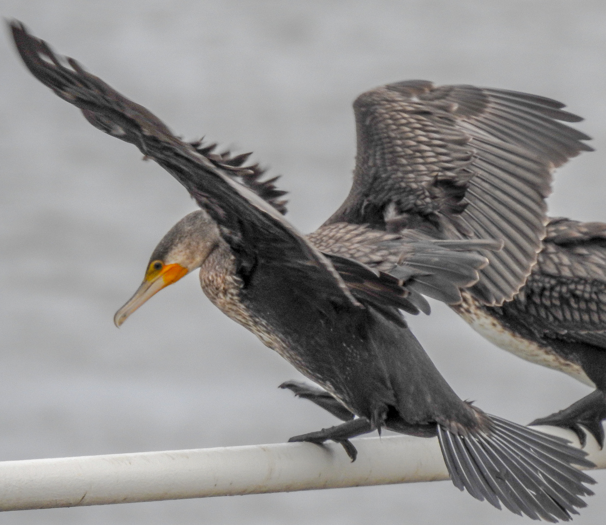 Kormoran