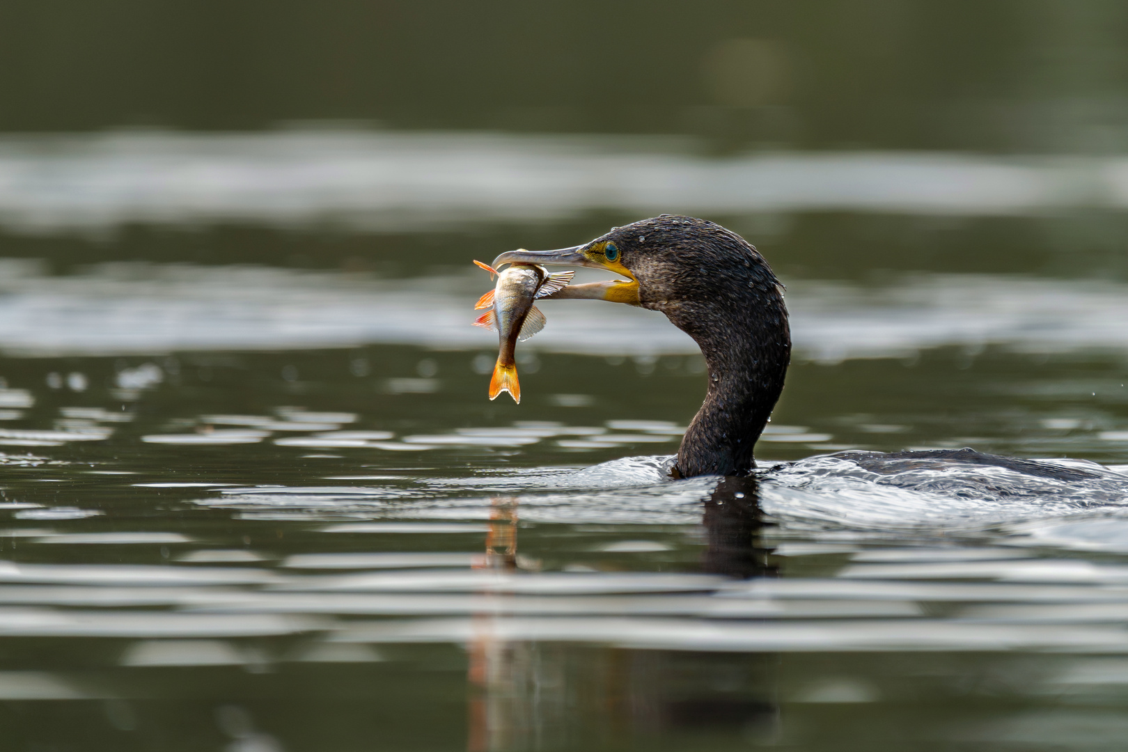 Kormoran