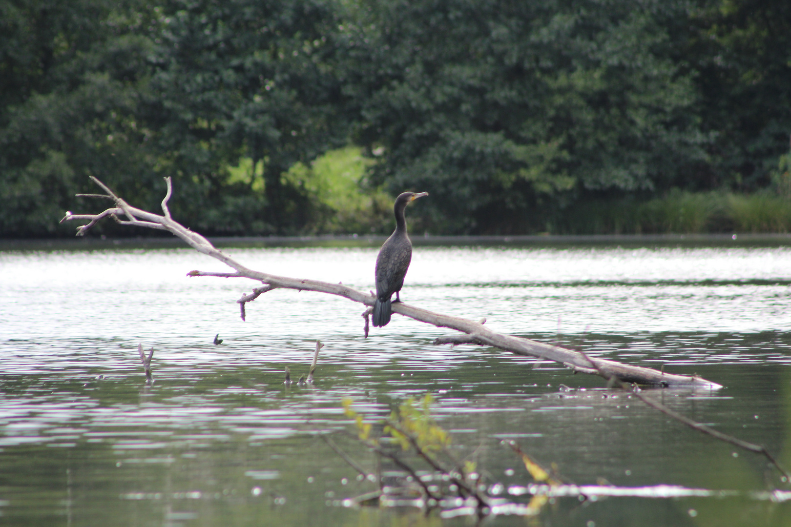 Kormoran