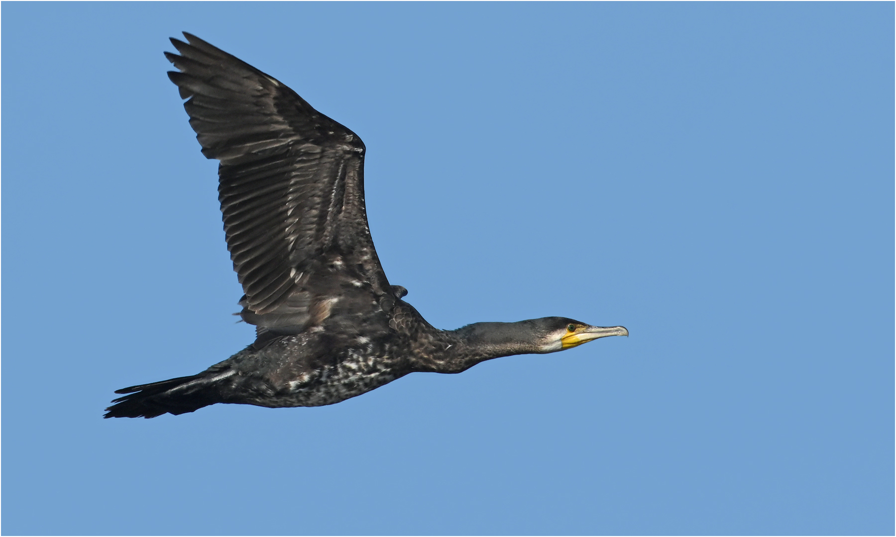 Kormoran