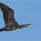 Kormoran