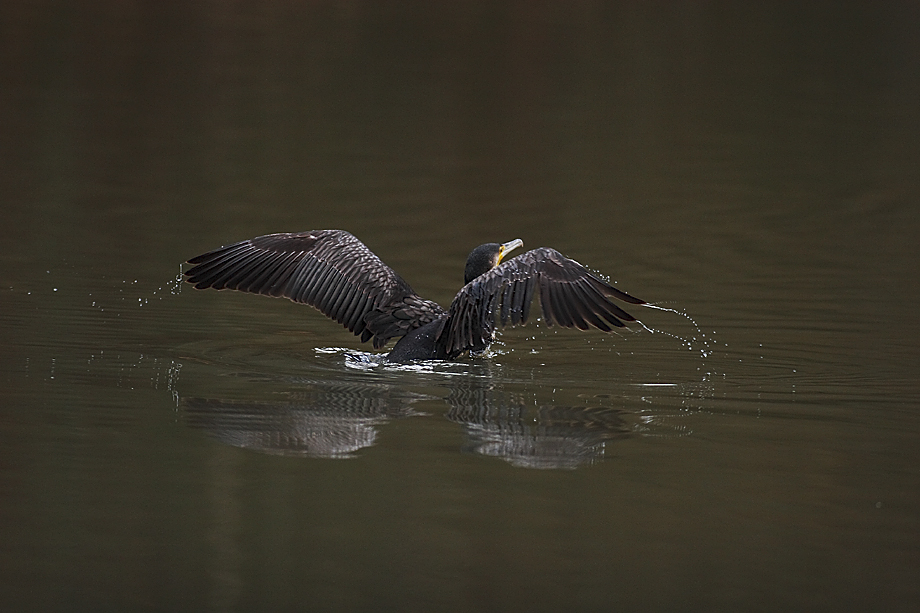 Kormoran