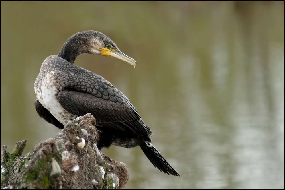 Kormoran