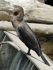 Kormoran