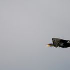 Kormoran