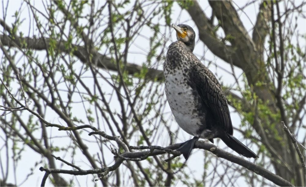 Kormoran 