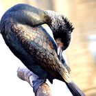 Kormoran