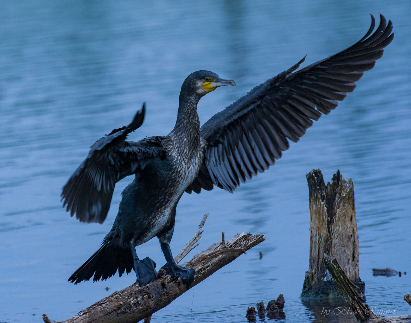 Kormoran