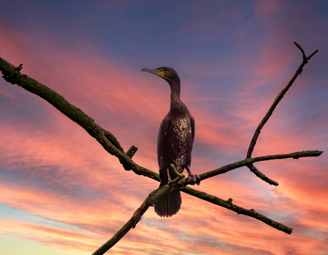 Kormoran