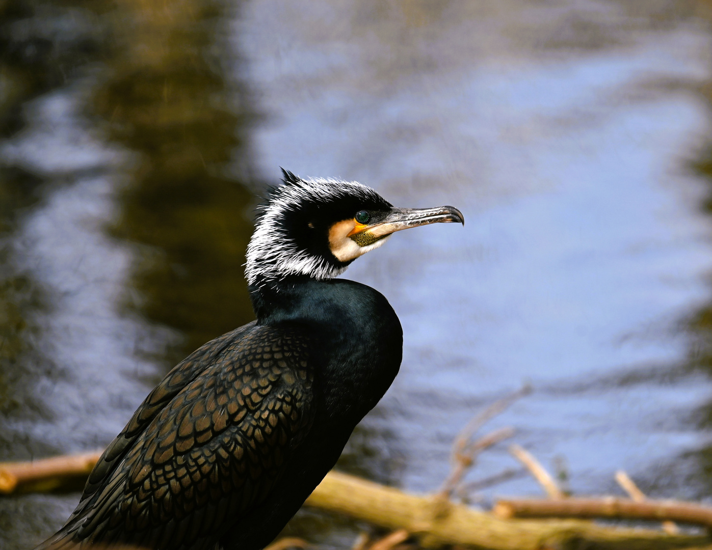 Kormoran