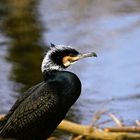 Kormoran