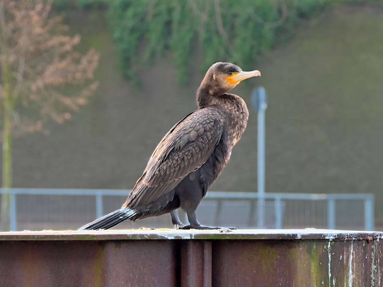 KORMORAN