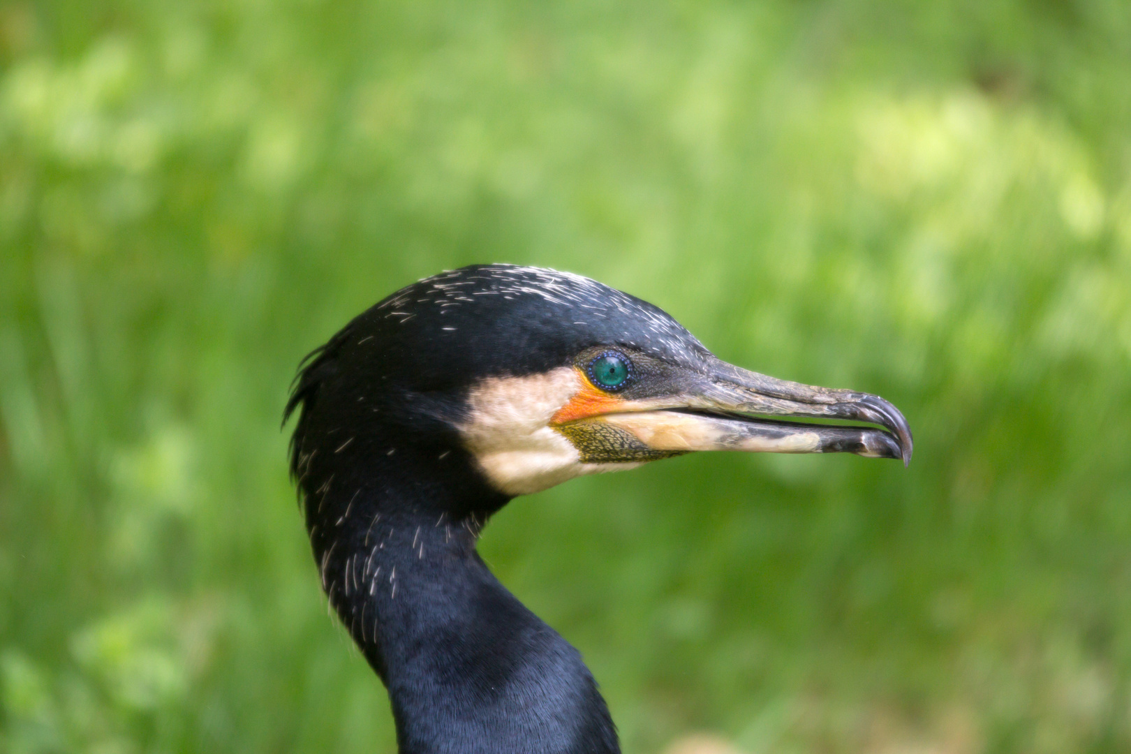 Kormoran