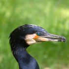 Kormoran