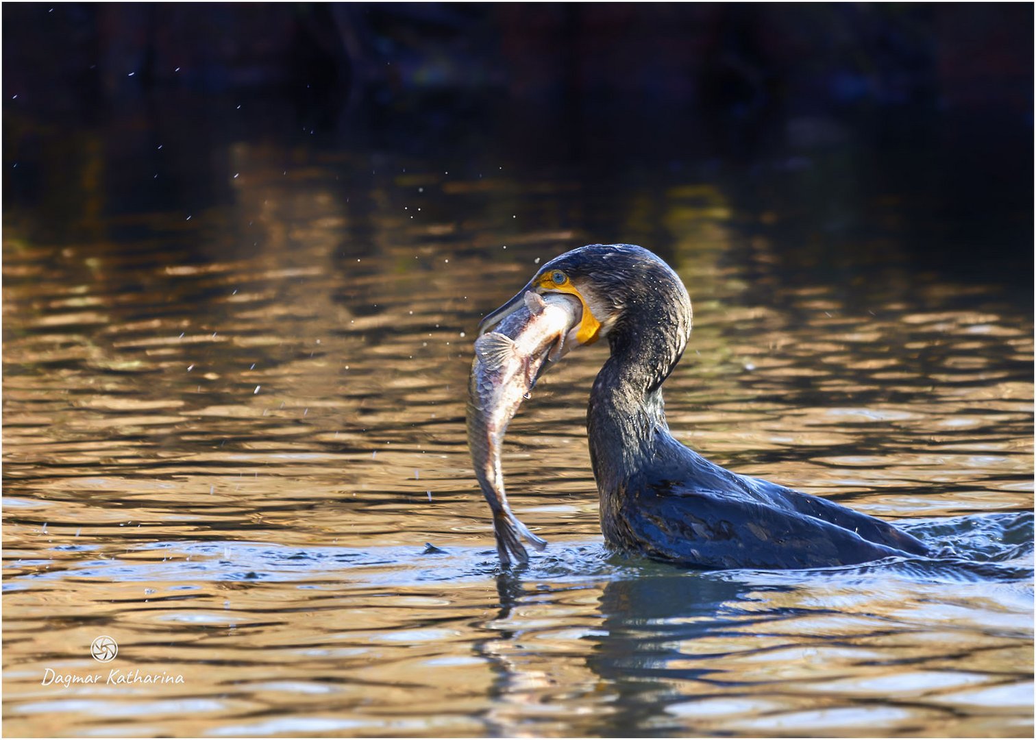 Kormoran 