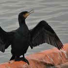 Kormoran ...