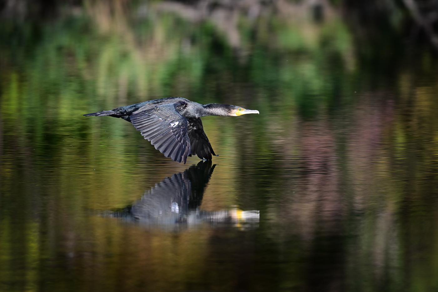 Kormoran