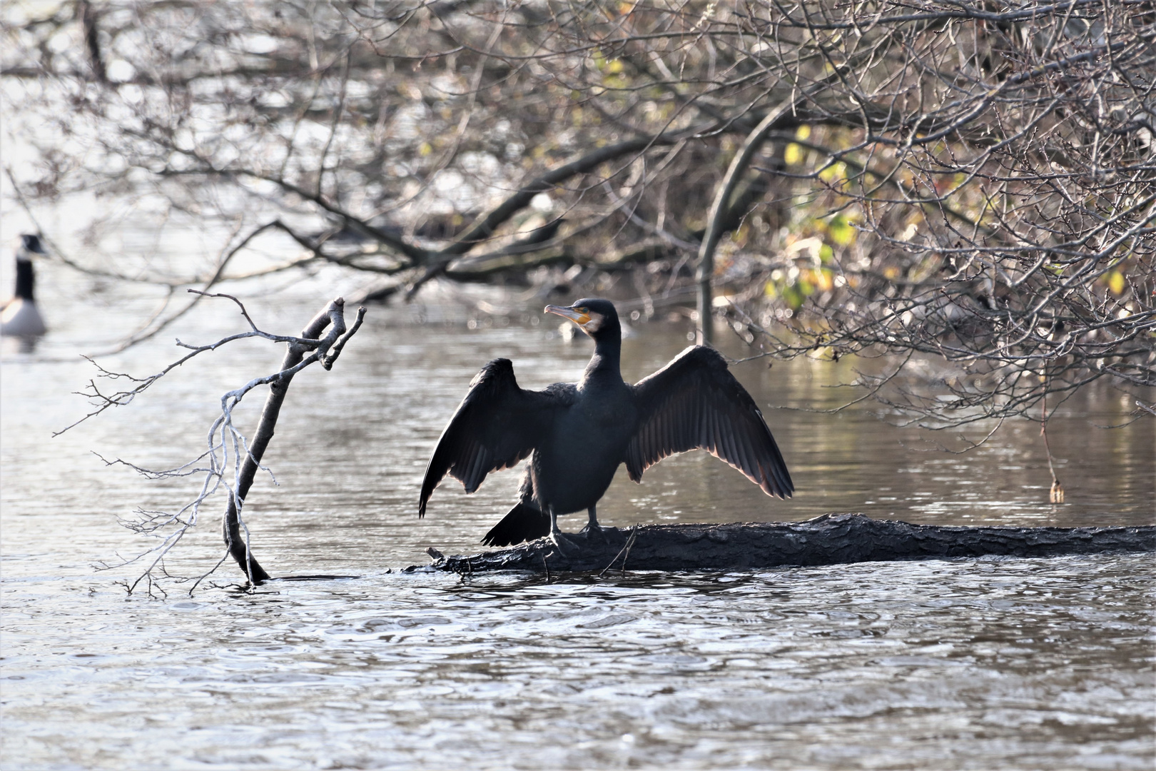 Kormoran...