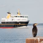 Kormoran 