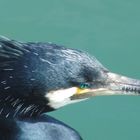 Kormoran