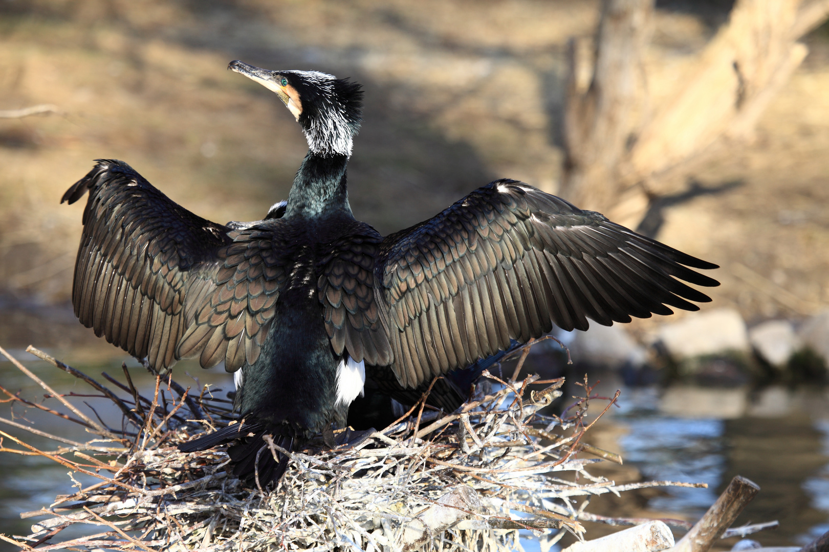 Kormoran