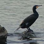 Kormoran