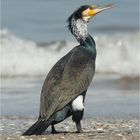 Kormoran