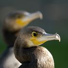 Kormoran