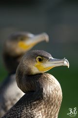 Kormoran