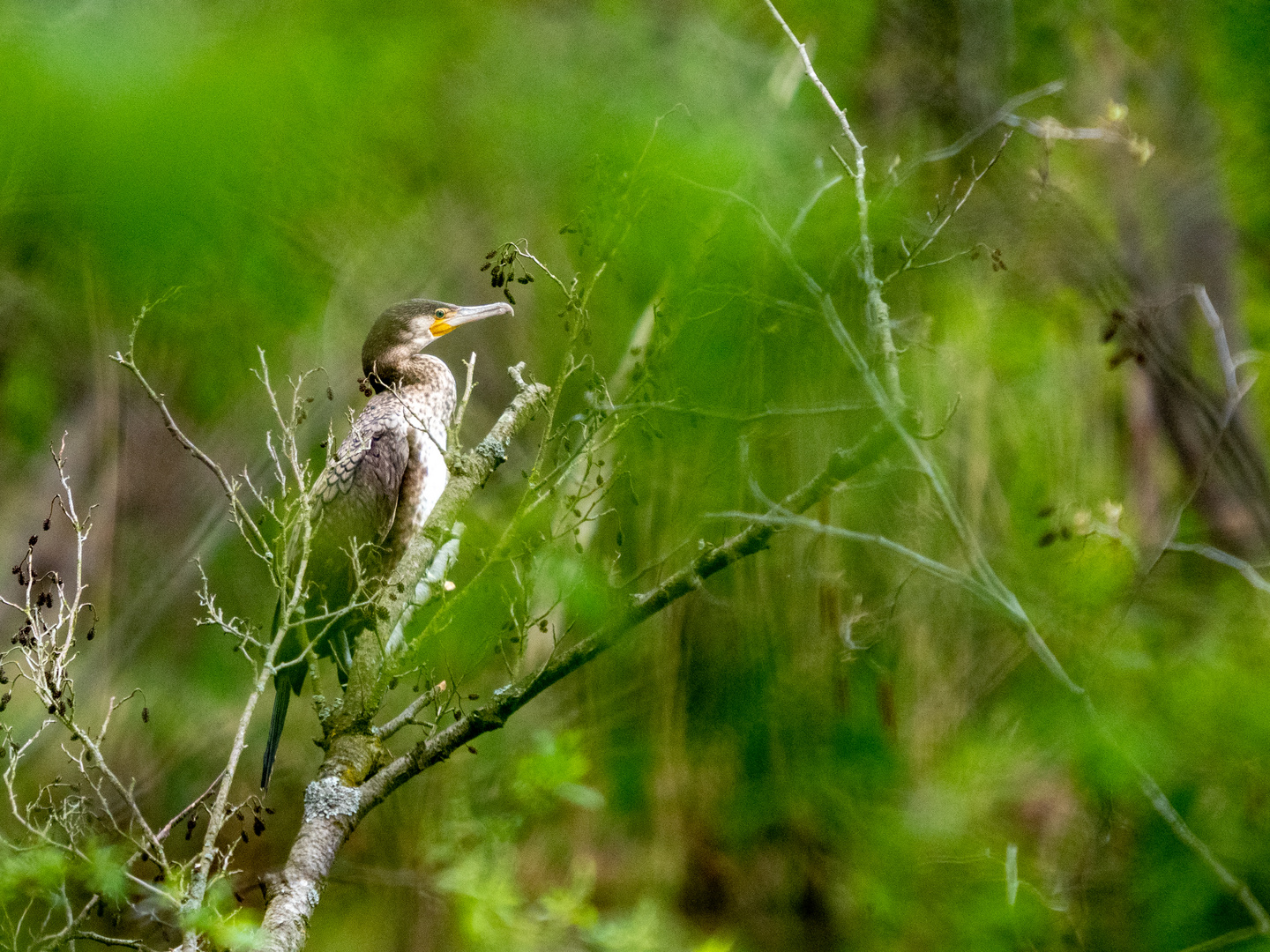 Kormoran