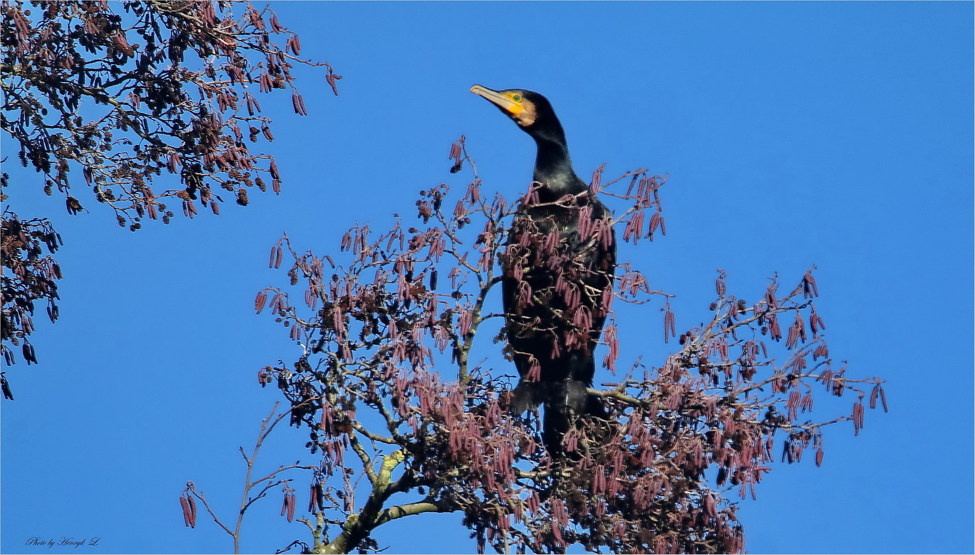 Kormoran