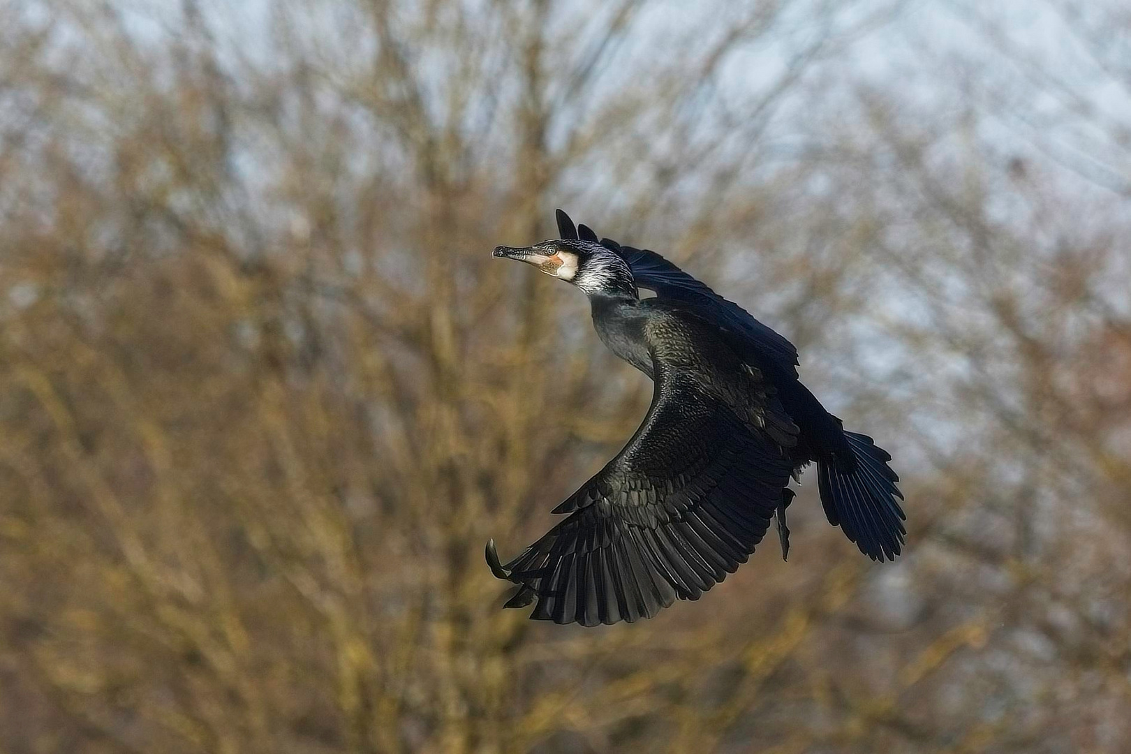 Kormoran