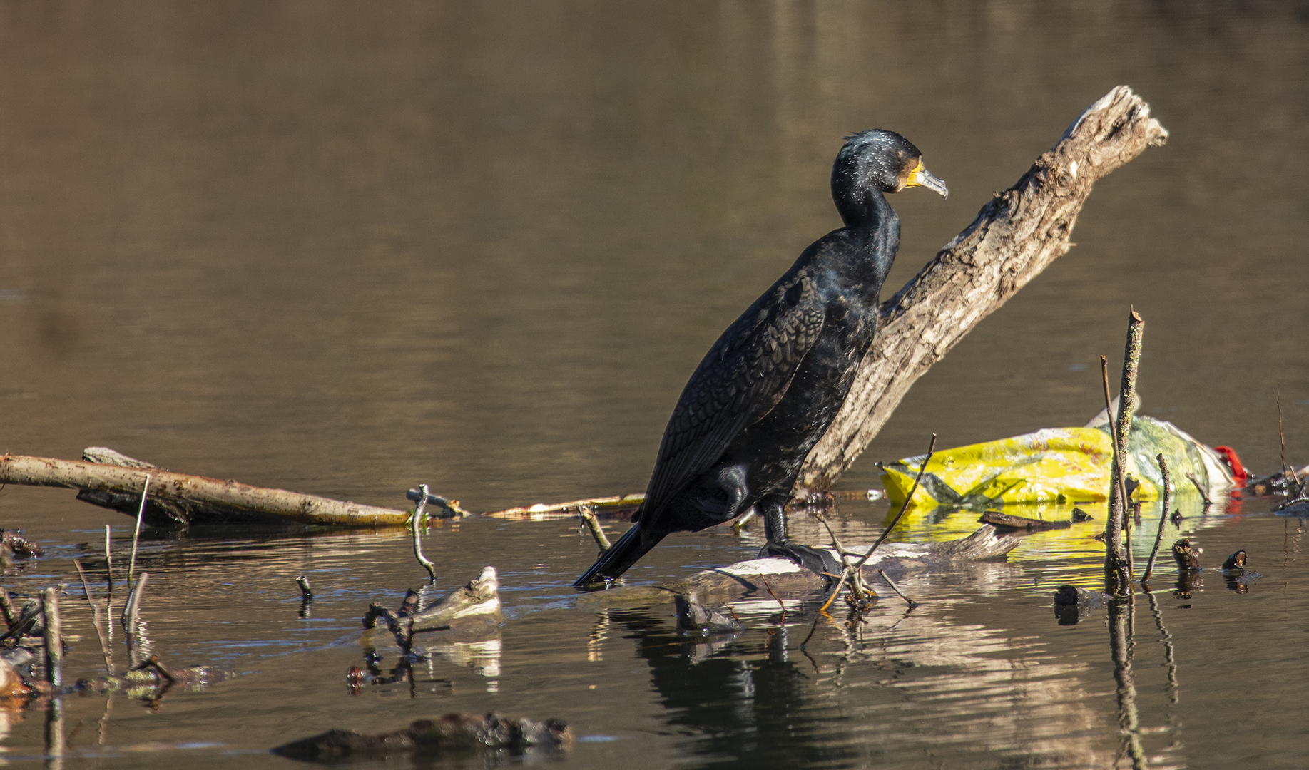 Kormoran