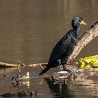 Kormoran