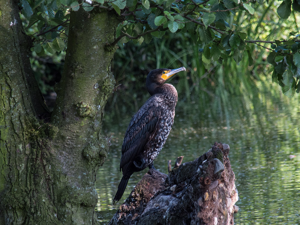 Kormoran