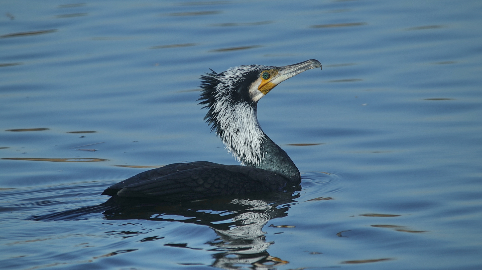 Kormoran