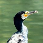 Kormoran