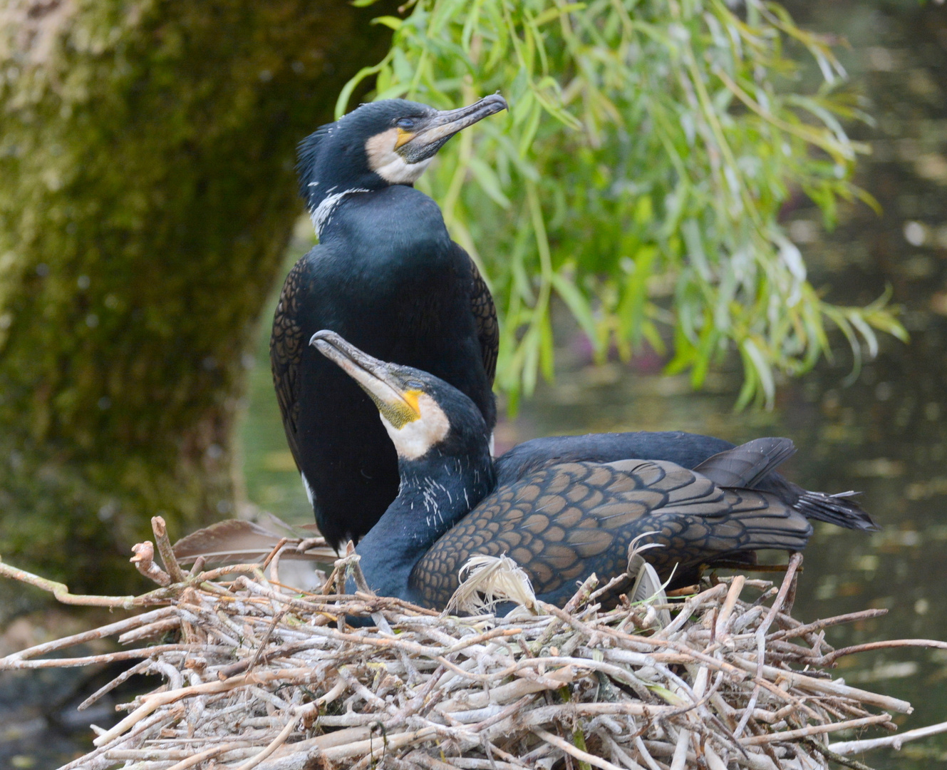 Kormoran