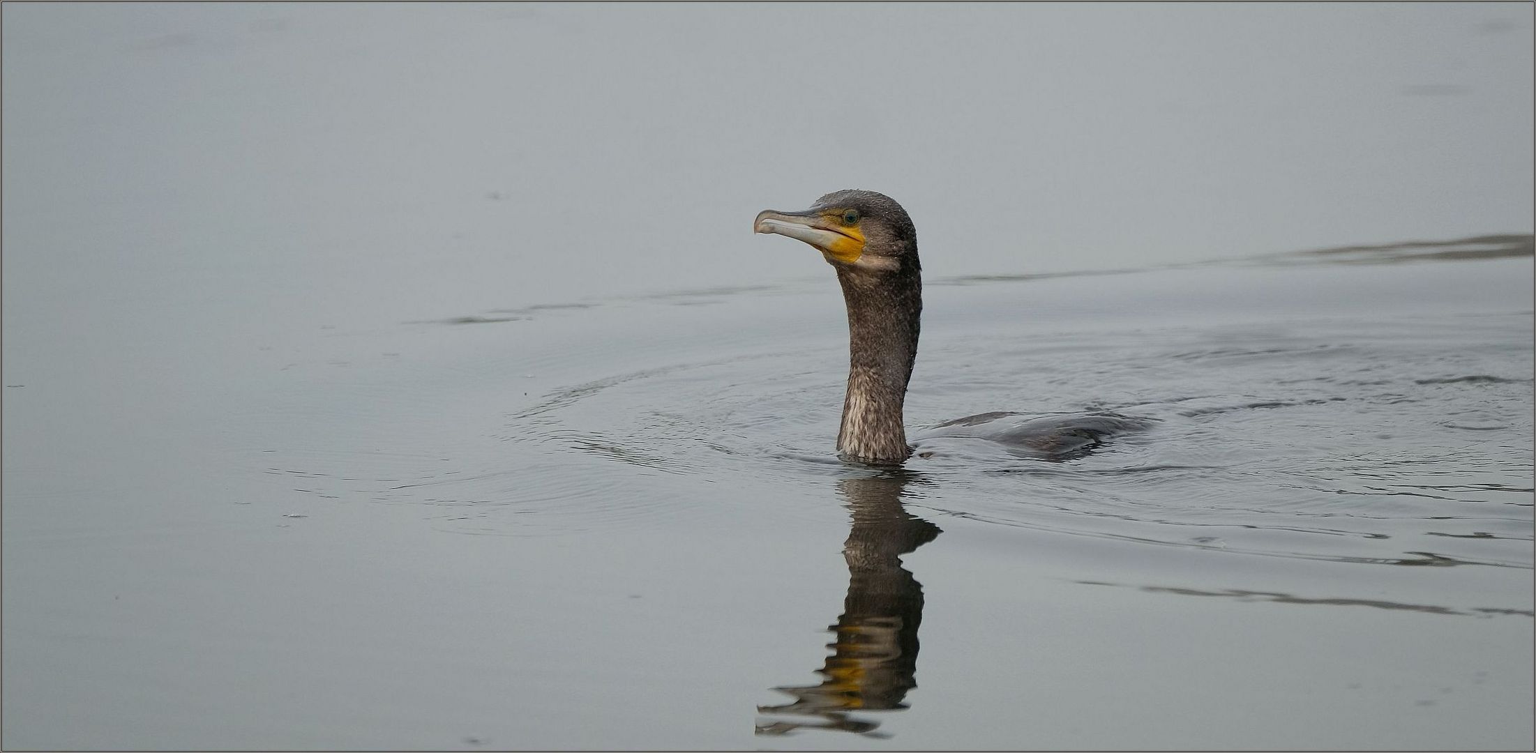 kormoran