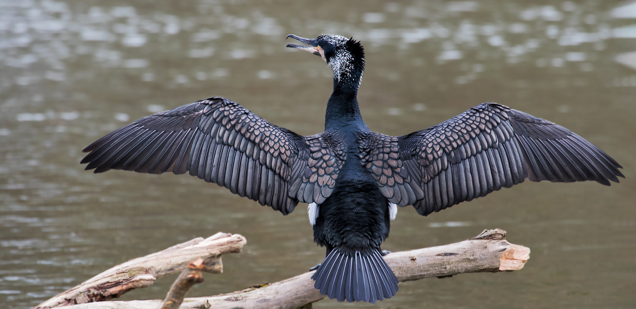 Kormoran 