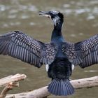 Kormoran 