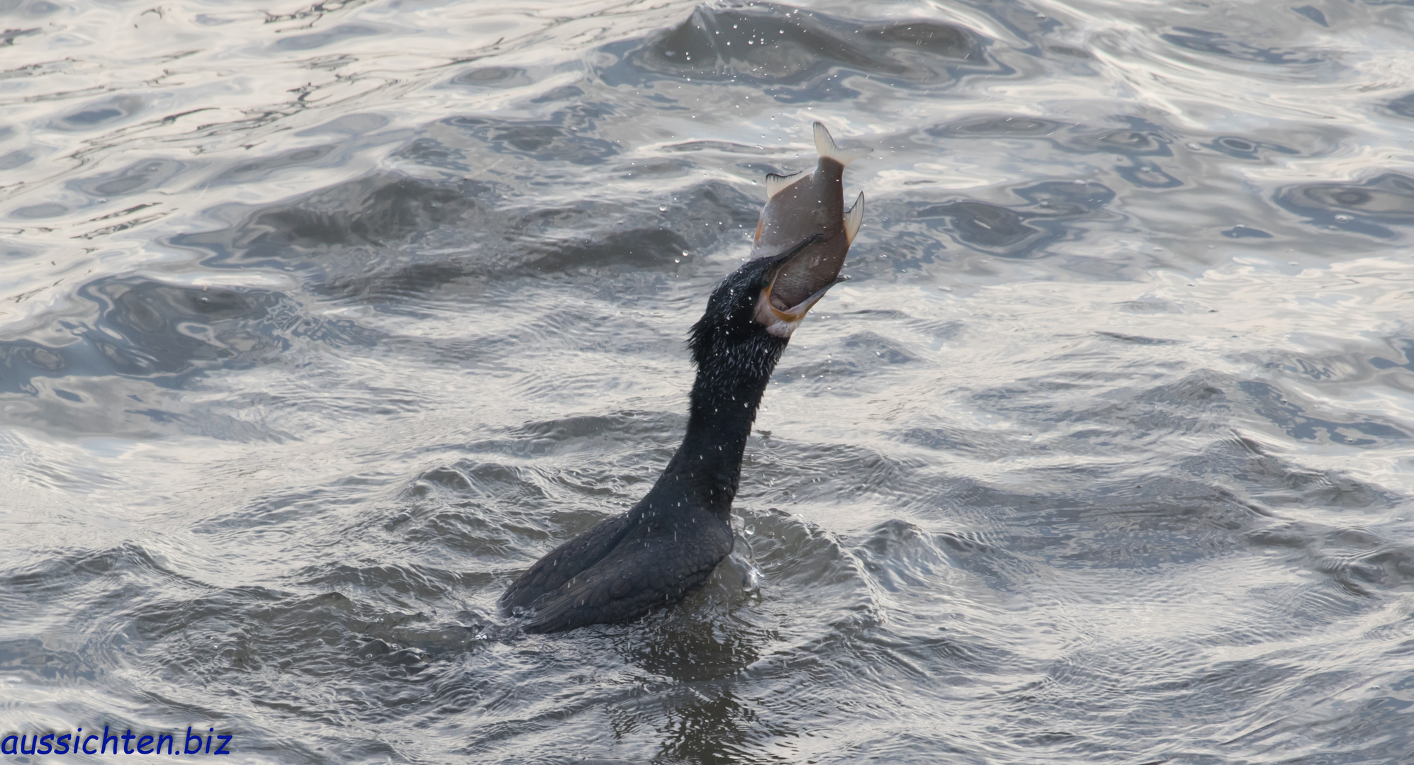 Kormoran