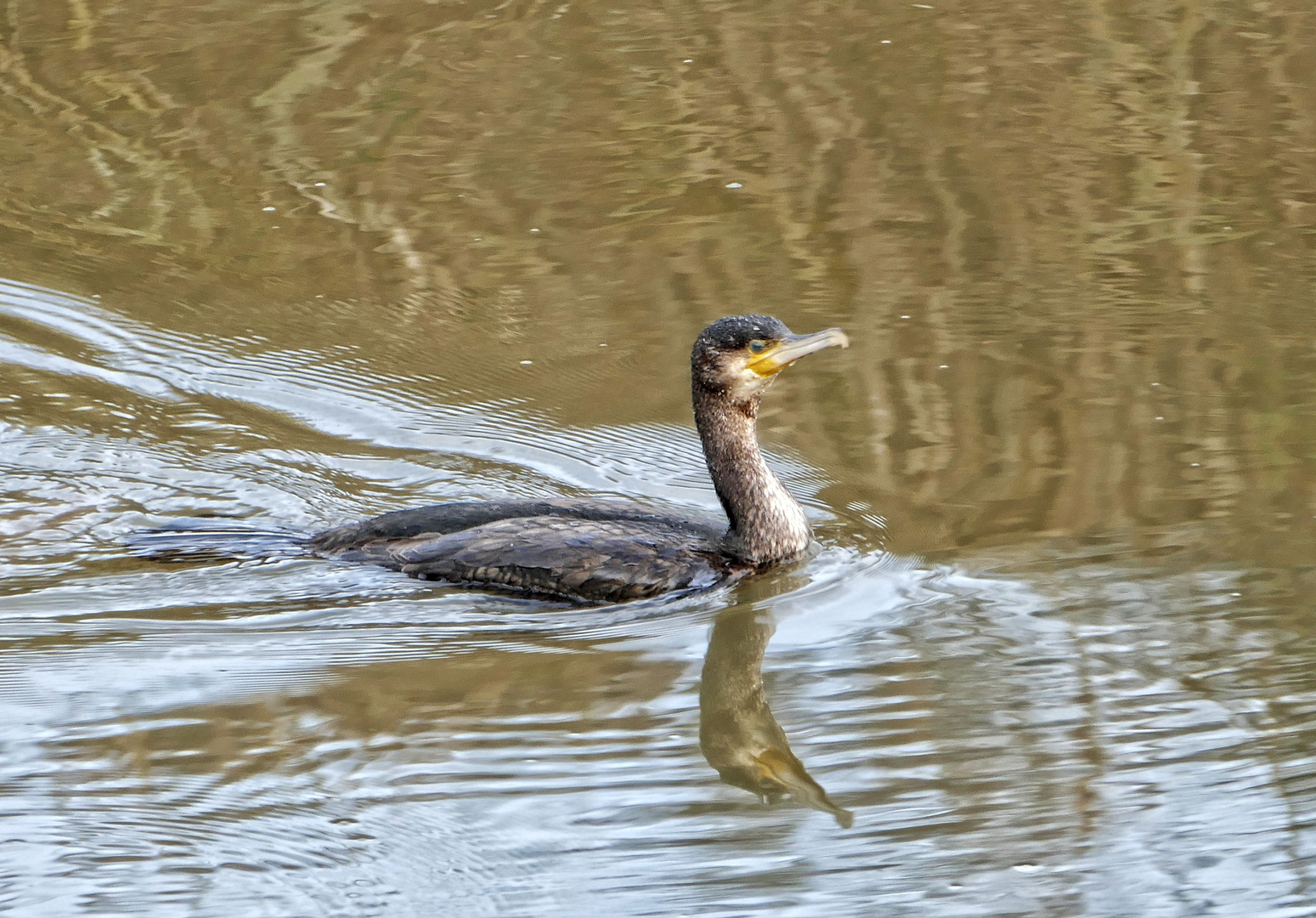 Kormoran