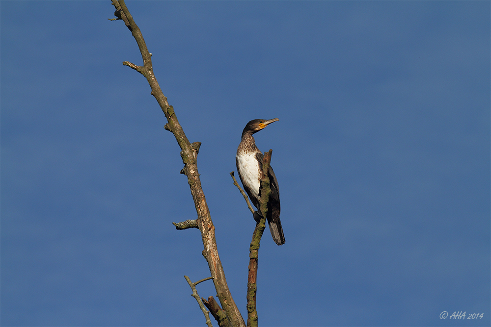 Kormoran